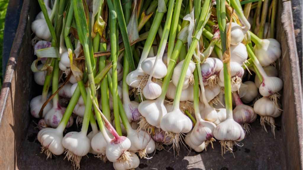 Frischer Knoblauch nach der Ernte.