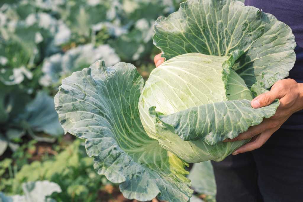 Kohl