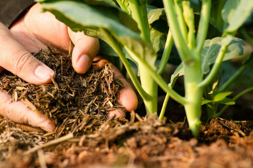 Kompost zum Gartenboden düngen