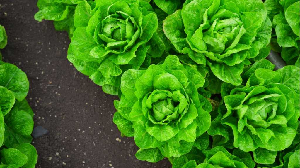 Kopfsalat neigt bei zu großer Hitze zu trockenen und welken Außenblättern.