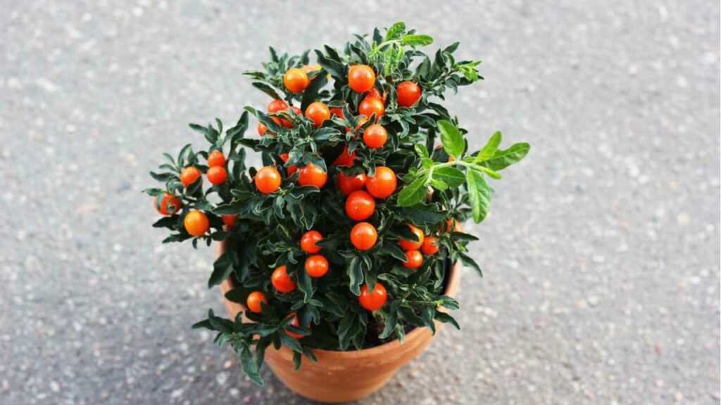 Der Solanum pseudocapsicum bildet bei der richtigen Korallenbäumchen Pflege wunderschöne Früchte aus.
