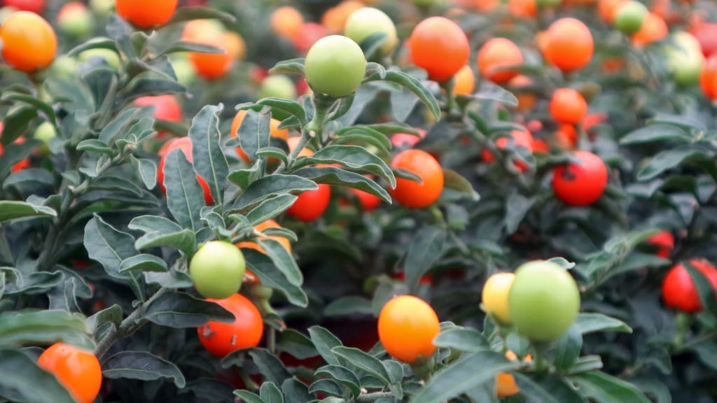 Mit der Tomate verwandt: Ein gut gepflegter Korallenstrauch trägt wunderschöne Früchte