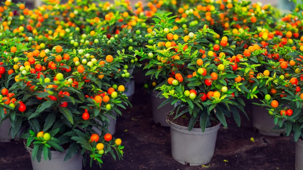 Trotz des Aussehens: Da die Pflanze in allen Teilen giftig ist, müssen Sie vor allem bei kleinen Kindern aufpassen. Die Beeren dürfen auf keinen Fall gegessen werden.