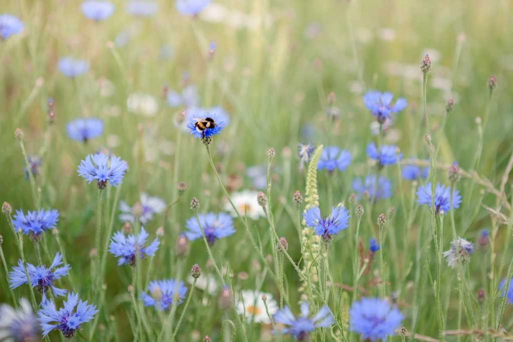 Kornblumen