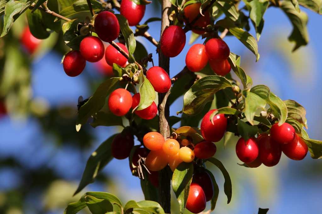 Die Beeren der Kornelkirsche eignen sich für Marmelade oder Konfekt.