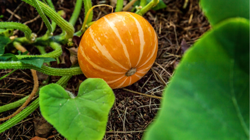 Wie die Zucchini bilden Kürbispflanzen große Blätter und ranken über den Boden, bis zu 10 Metern.