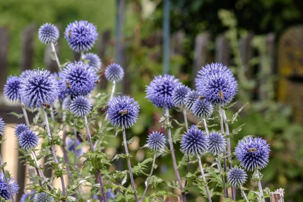Kugeldistel