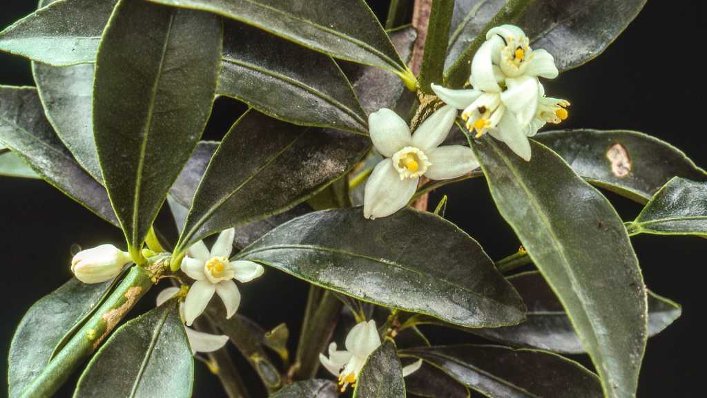 Der Kumquat gehört zu den Terrassenpflanzen, die dicke glänzende Blätter besitzen.