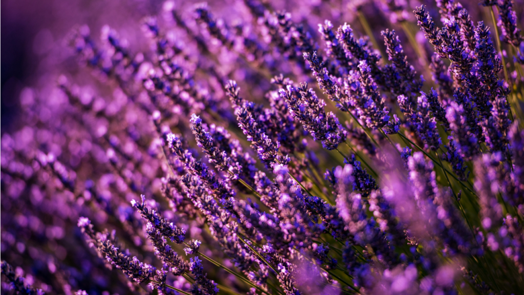Der Lavendel ist auch winterhart.