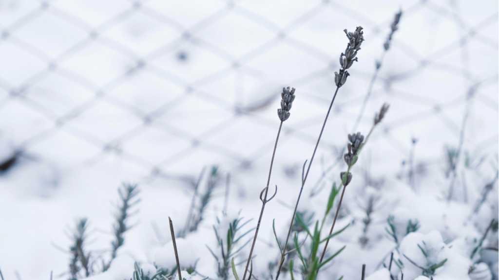Um den Lavendel zu überwintern, muss er frühzeitig ins Beet eingepflanzt werden.