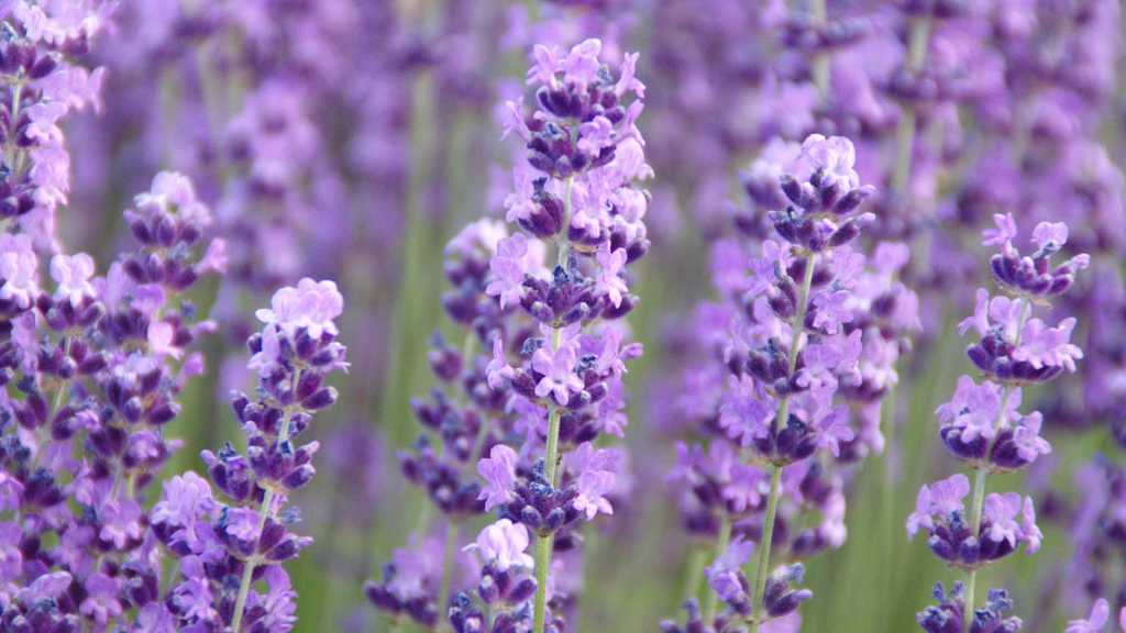 Der Lavendel liebt einen vollsonnigen Standort.