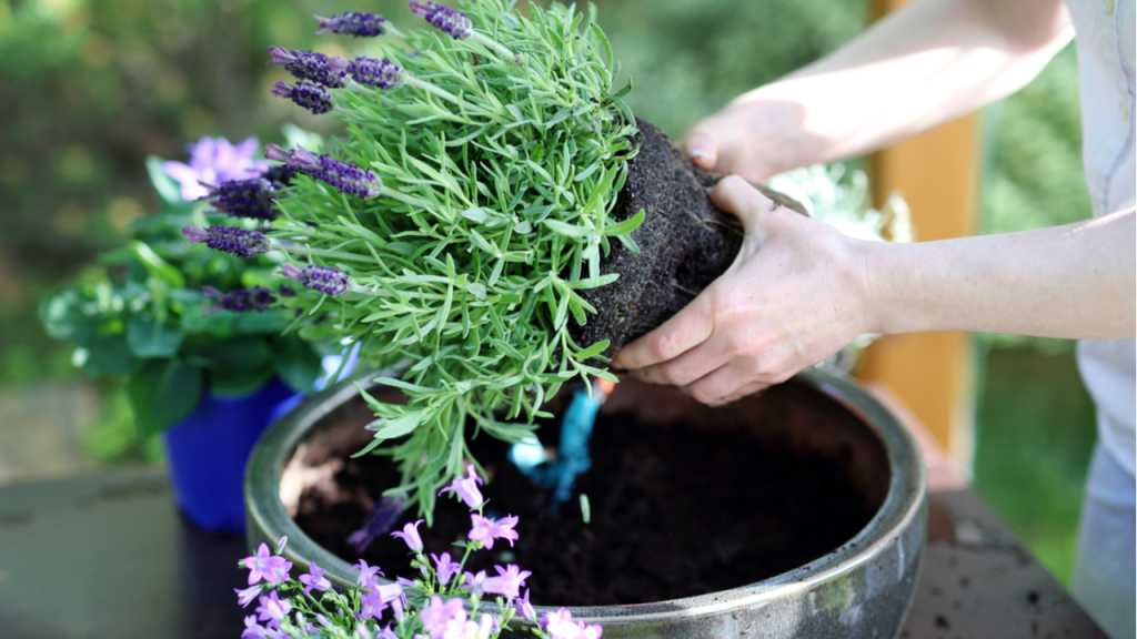 Beim Lavendel überwintern sollte Feuchtigkeit und Wind vermieden werden.