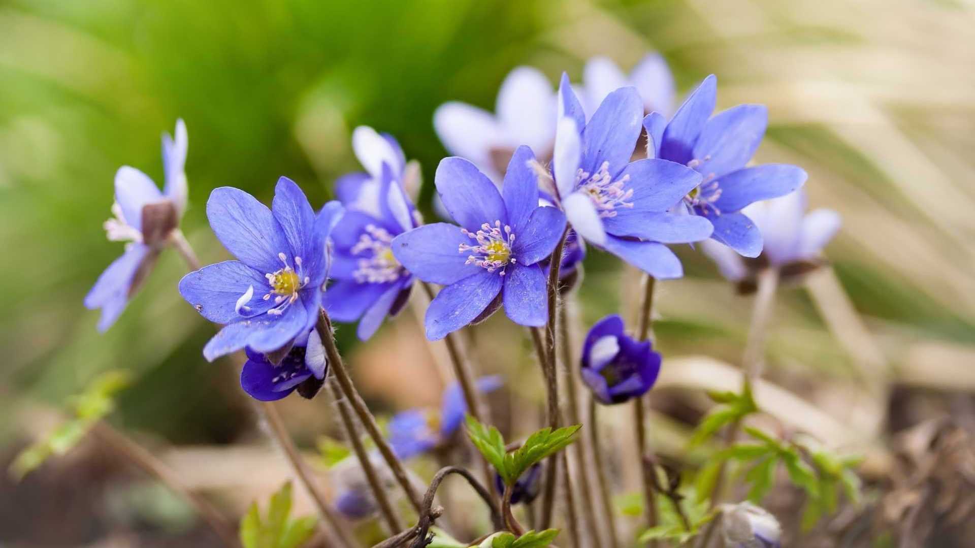 Leberblümchen