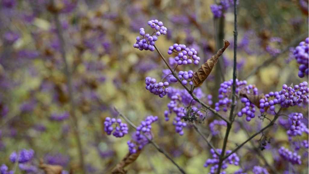 Liebesperlenstrauch mit lilafarbenen Blüten