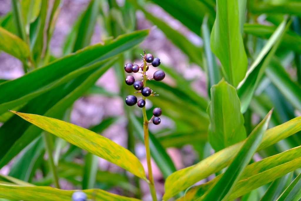Frucht der Liguster