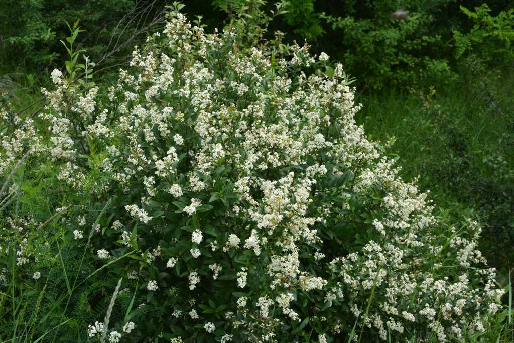 Liguster im Garten