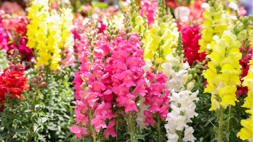 Löwenmäuler sind Winterblumen mit großer Farbvielfalt.