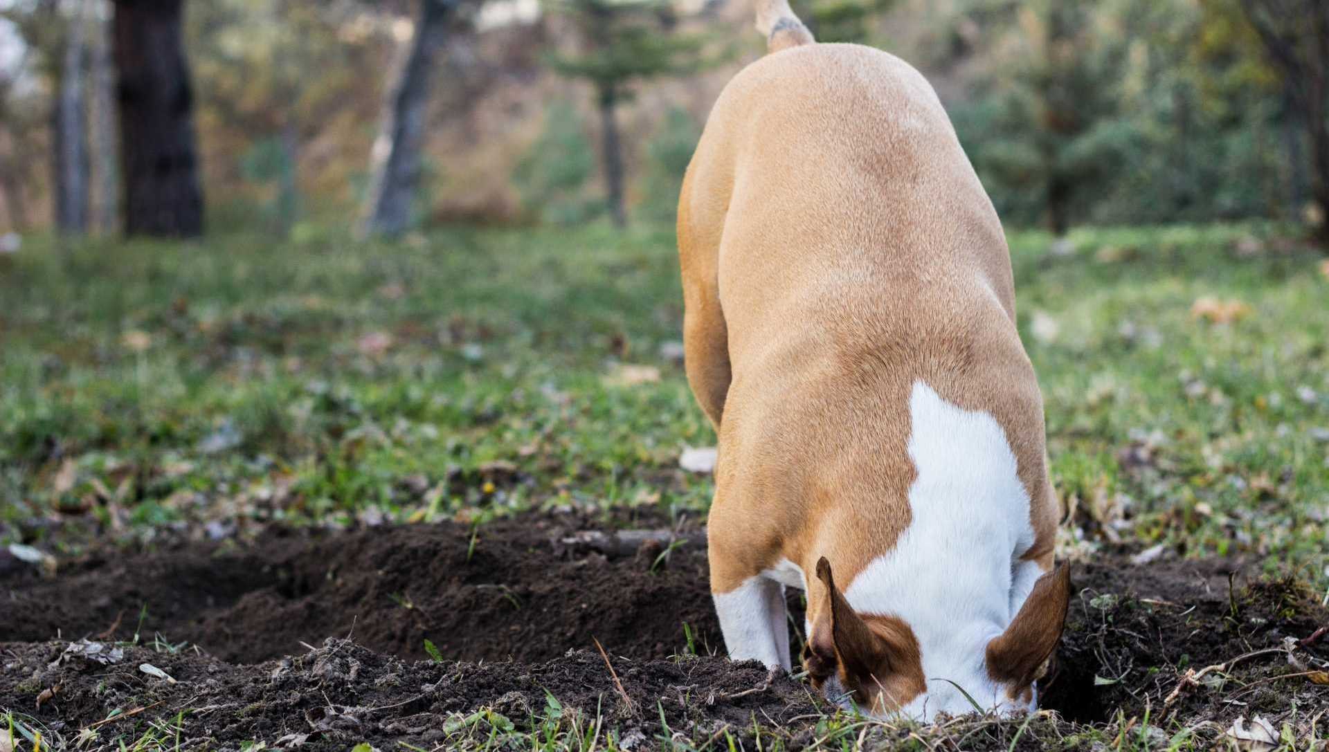 Hund buddelt Loch in den Rasen
