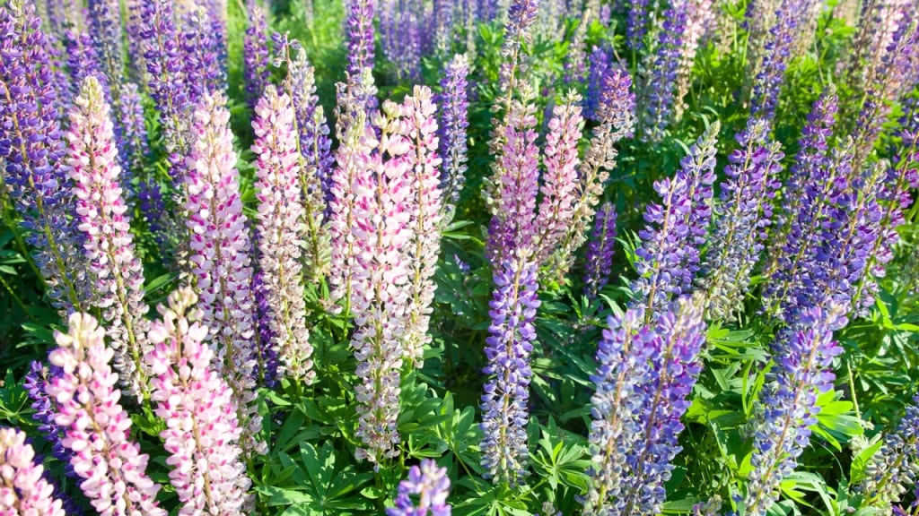 Die attraktiven Blüten der Lupinen duften nach Honig. Ab und zu muss sie zwar gegossen werden, ist aber unempfindlich gegen Trockenheit.