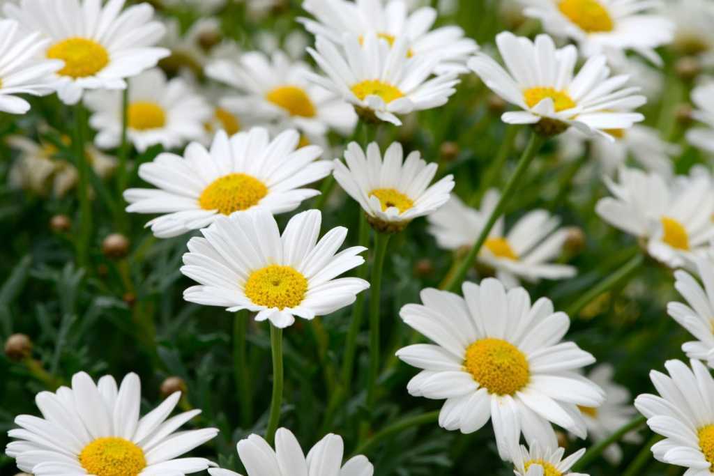 Viele blühende Margeriten