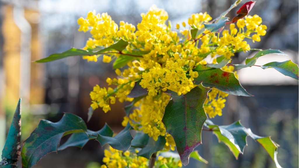 Die Mahonia gehört zu den Blumen, die bei fast allen Wetterbedingungen wächst.