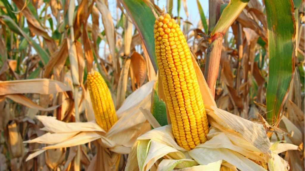 Die Maisernte beginnt im Spätsommer und dauert bis Ende Oktober.