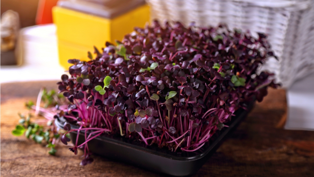 Sobald das Microgreen über den Rand des Zuchtgefäßes hinausragt, kann man es ernten.