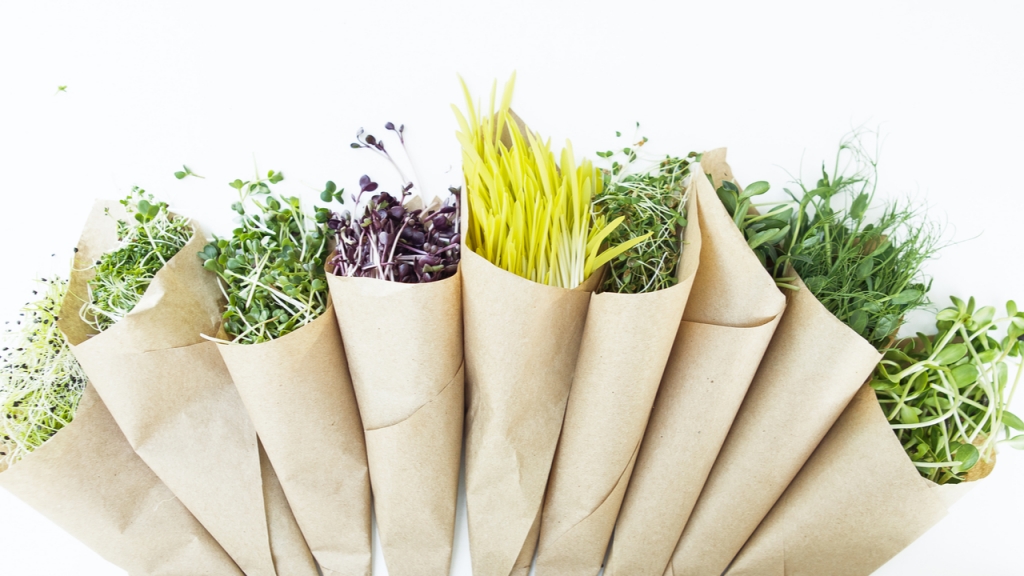 Sonnenblumen-, Rettich- und Brunnenkresse zählen zu den einfachsten Arten von Microgreen.