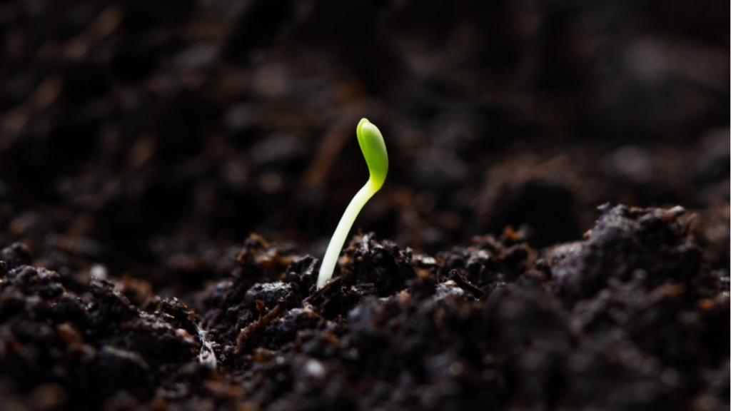 Die Samen des Microgreens sind gleichmäßig über der Erde zu verstreuen, so dass diese leicht bedeckt ist.