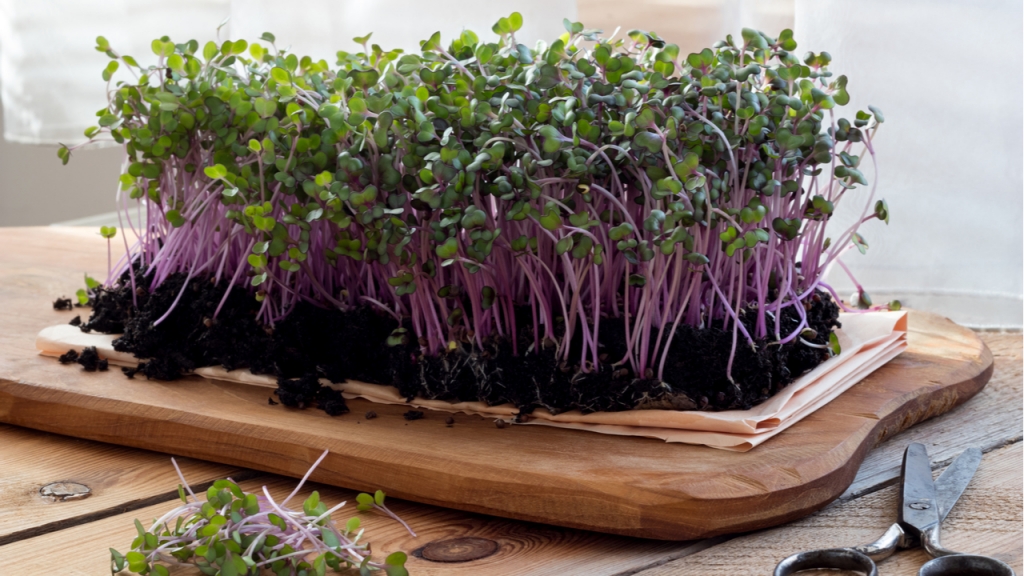 Die Ernte des Microgreens kann auch eingefroren werden.