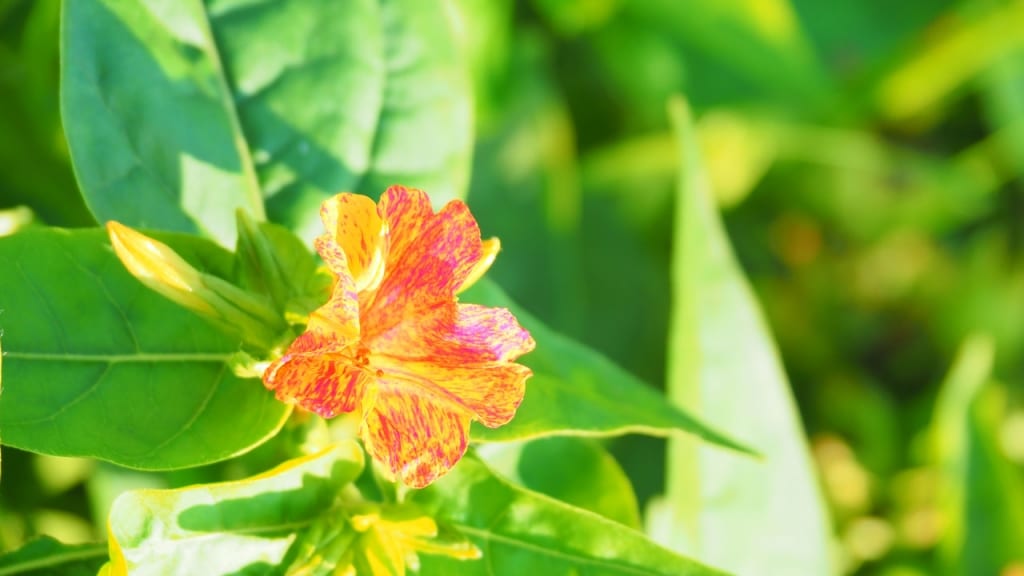 Die letzte Pflanze unserer Liste: Die Wunderblume zählt zu den pflegeleichten Pflanzen, die viel Sonne verträgt und nur wenig Wasser braucht.