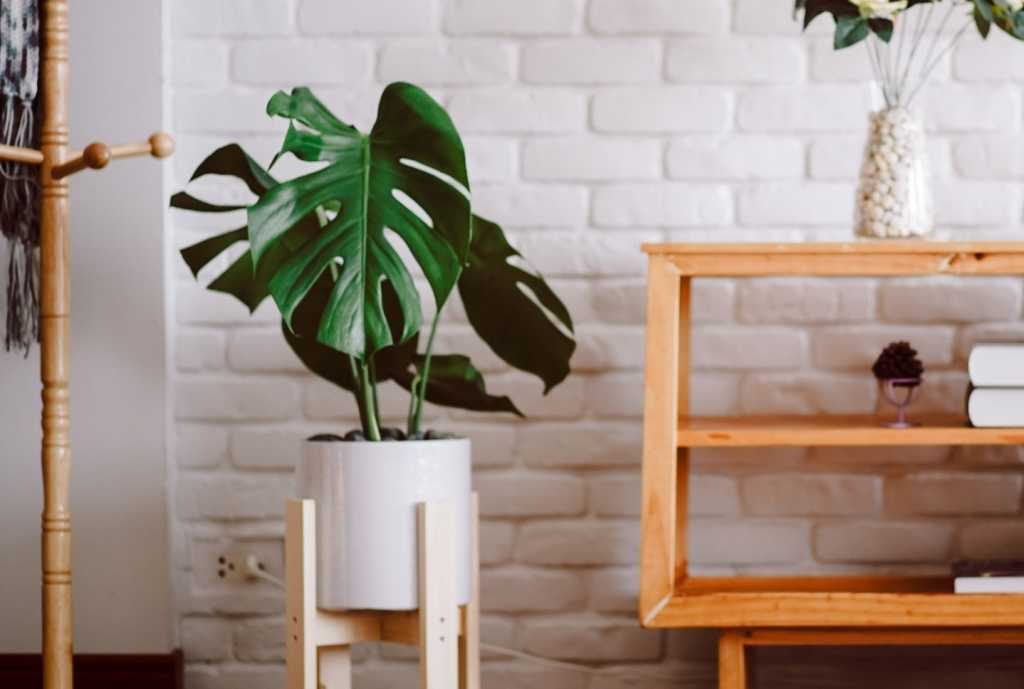Die Monstera ist die wahrscheinlich schönste Zimmerpflanze der Welt.