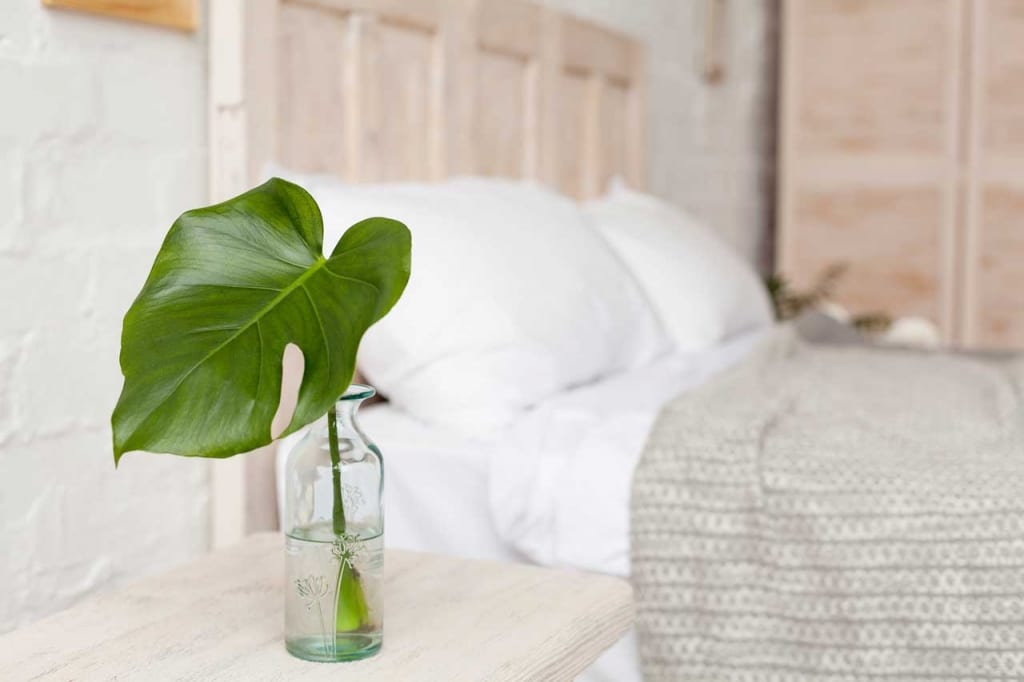 Eine Monstera Deliciosa kann durch Kopfstecklinge oder Stammstecklinge vermehrte werden