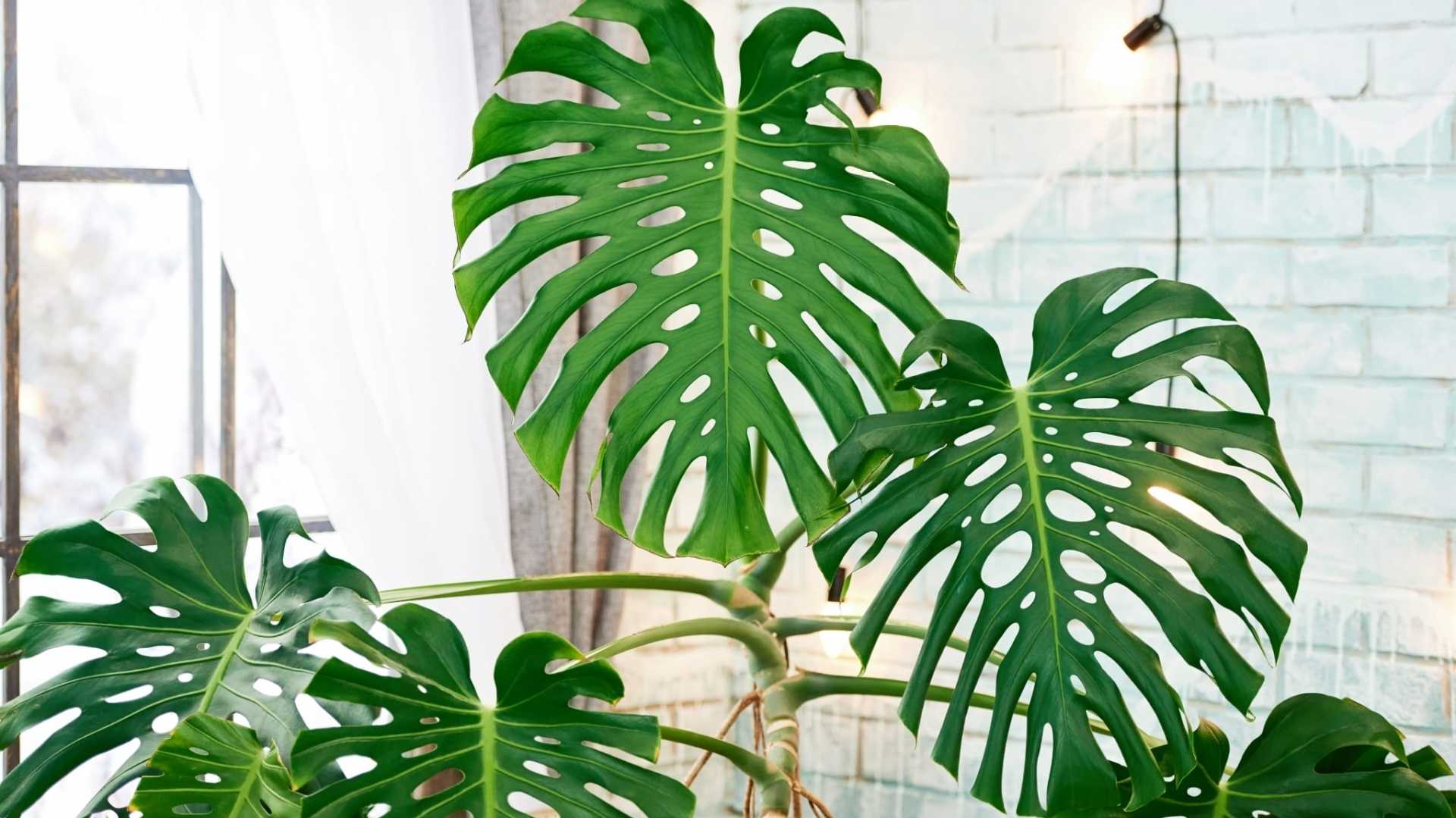 Tropen-Urlaub für zu Hause: Die Monstera hat riesige, leuchtend grüne und wunderschön gezeichnete Blätter