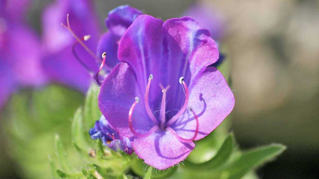 Das Winterquartier der Terrassenpflanze Echium darf keine Temperaturen unter 5 Grad Celsius haben.