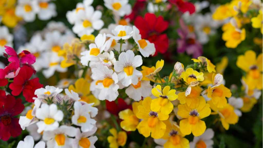Namesia sind Winterblumen, die kühlen Temperaturen gut Stand halten.