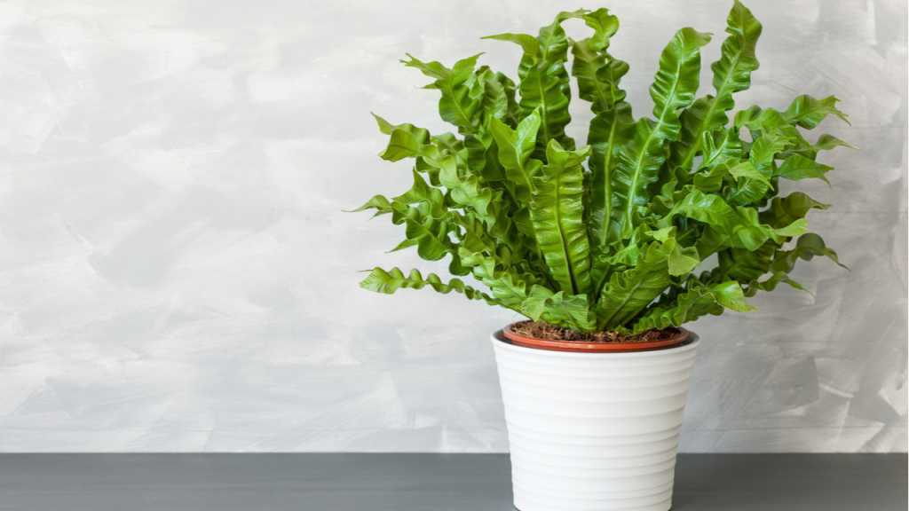 Asplenium nidus eignet sich gut für ein halbschattiges Badezimmer und fühlt sich bei warmen Temperaturen sehr wohl.