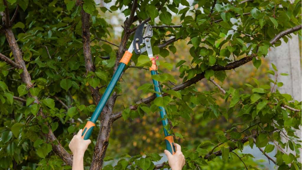 Die dicht verwachsene Kronenpartie des Apfelbaumes sollte regelmäßig ausgelichtet werden.