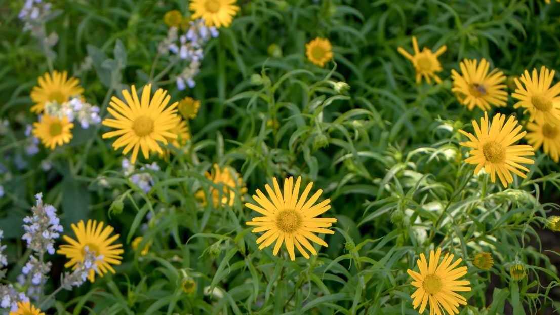 Ochsenauge (Buphthalmum salicifolium)