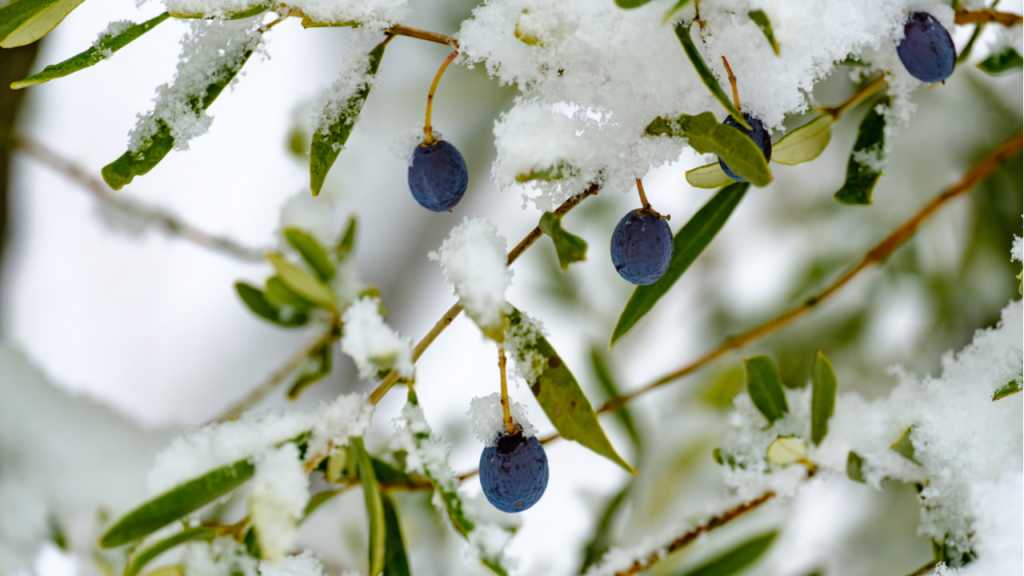 Das Olivenbaum überwintern ist im Freien möglich.