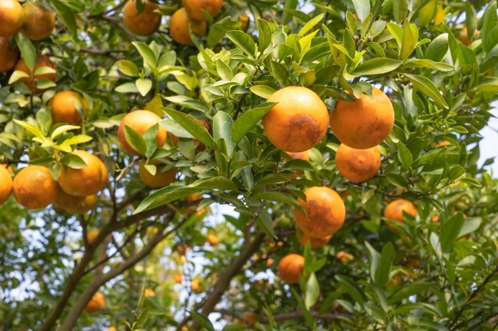 Orangenbaum mediterrane Früche