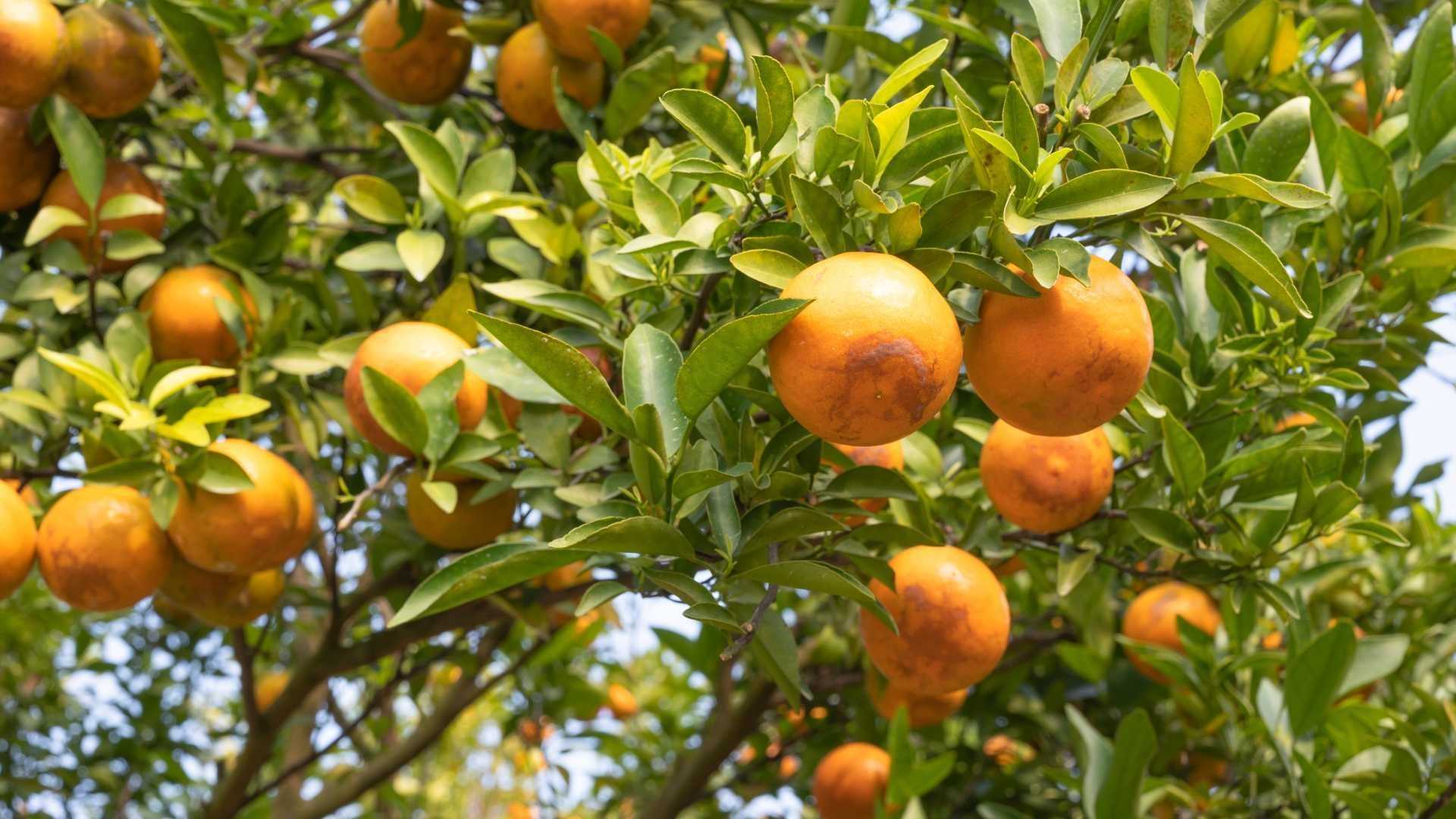 Orangenbaum mediterrane Früche