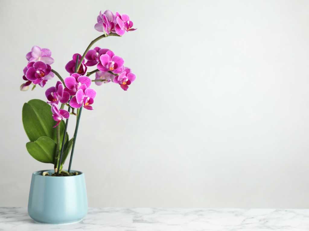 Orchidee