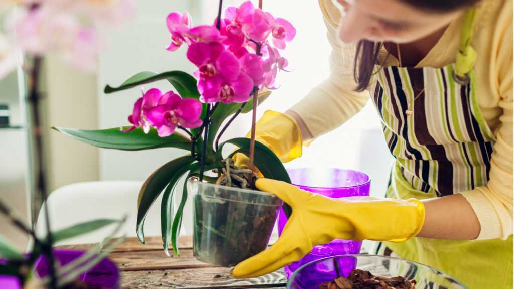 Es empfiehlt sich, die Orchidaceae bei der Orchideen Pflege jeden Frühling umzutopfen.