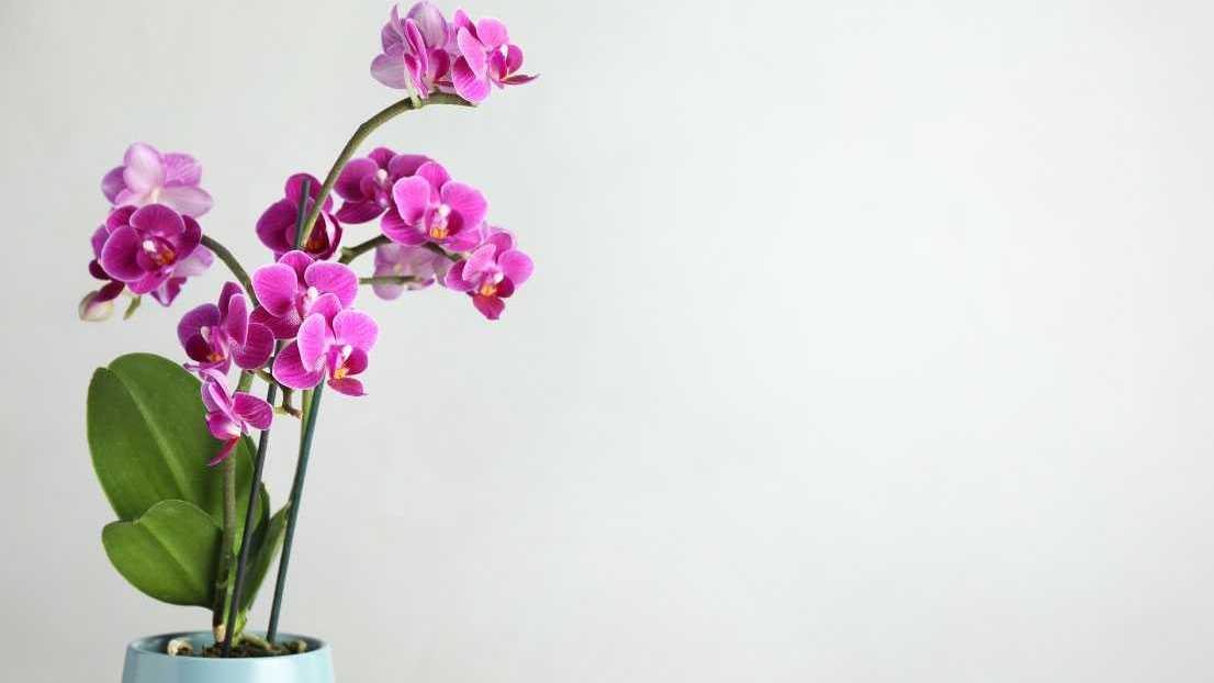 Wer "blühende Zimmerpflanze" sagt, der meint Orchideen.