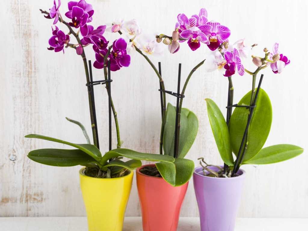 An den Orchideen scheiden sich die geister. Die einen behaupten, sie seien entgegen vieler Behauptungen nicht giftig für Mensch und Tier