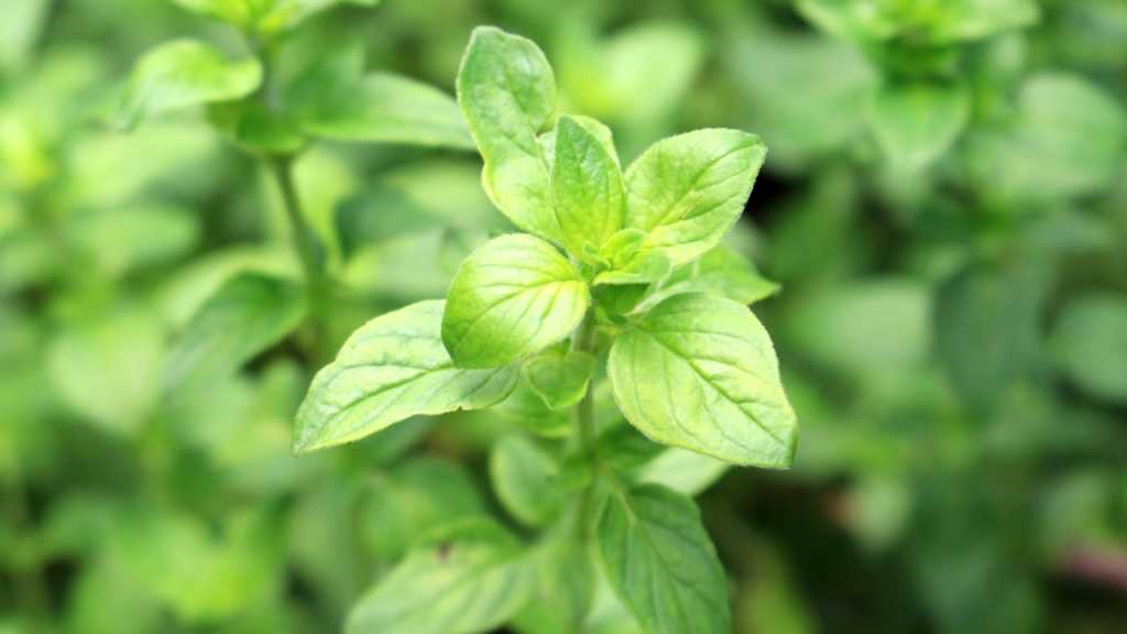 Oregano