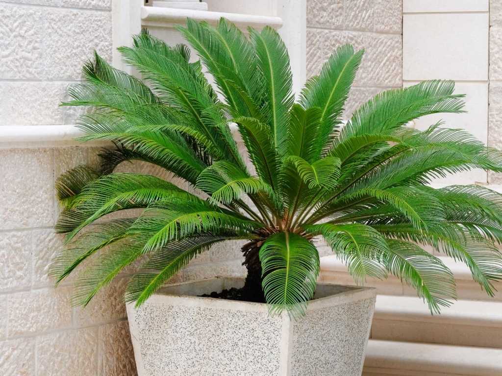 Alle Teile des Palmfarns gelten als unbekömmlich bis hochgiftig.