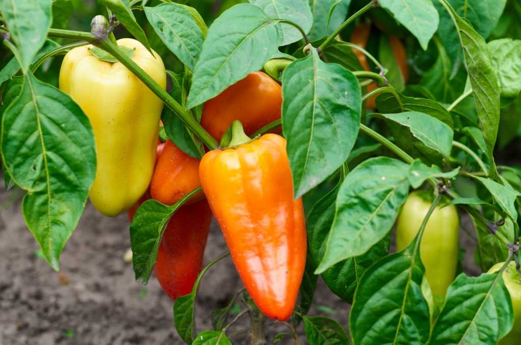 Paprika