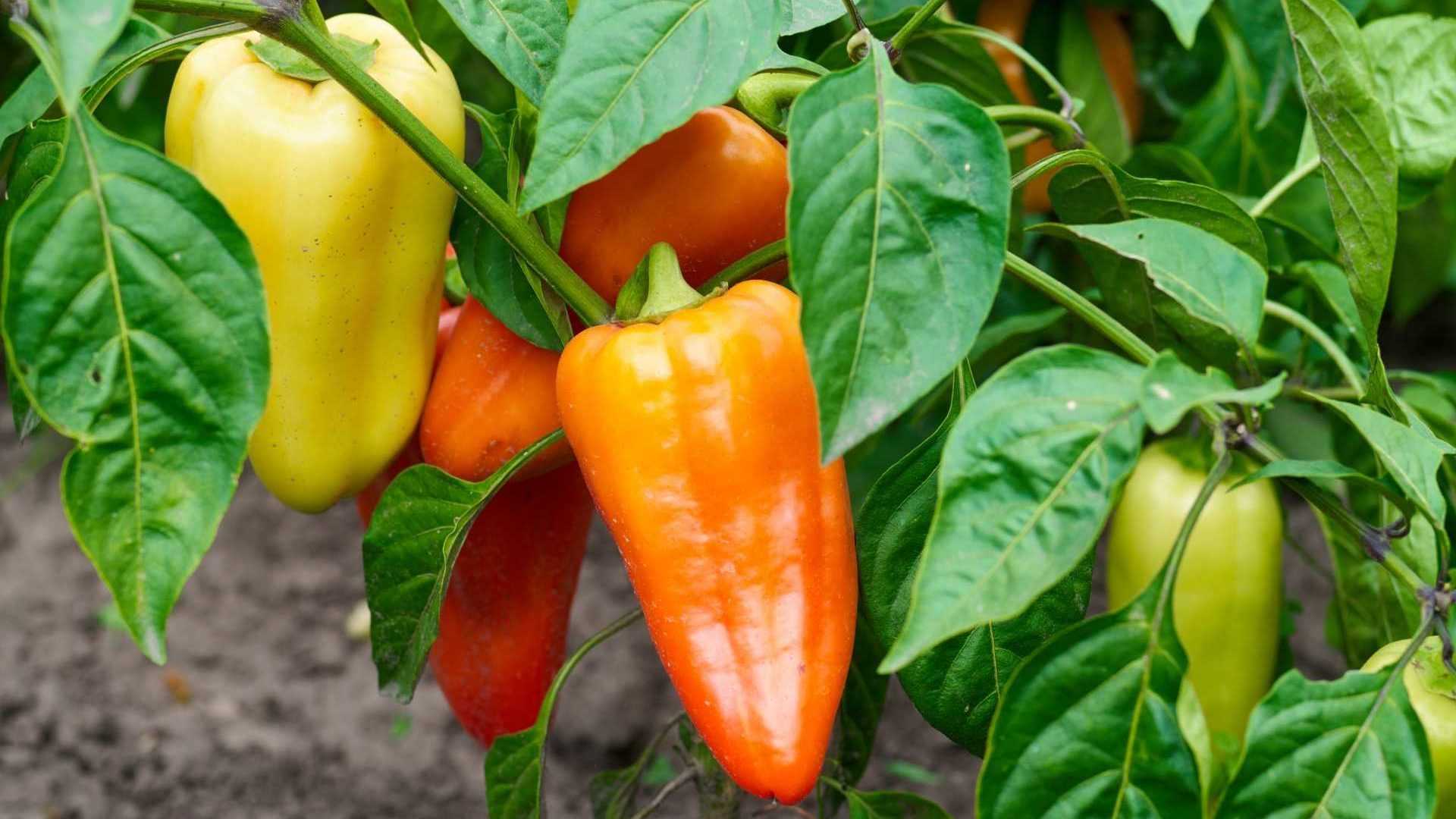 Paprika Pflanze im Garten